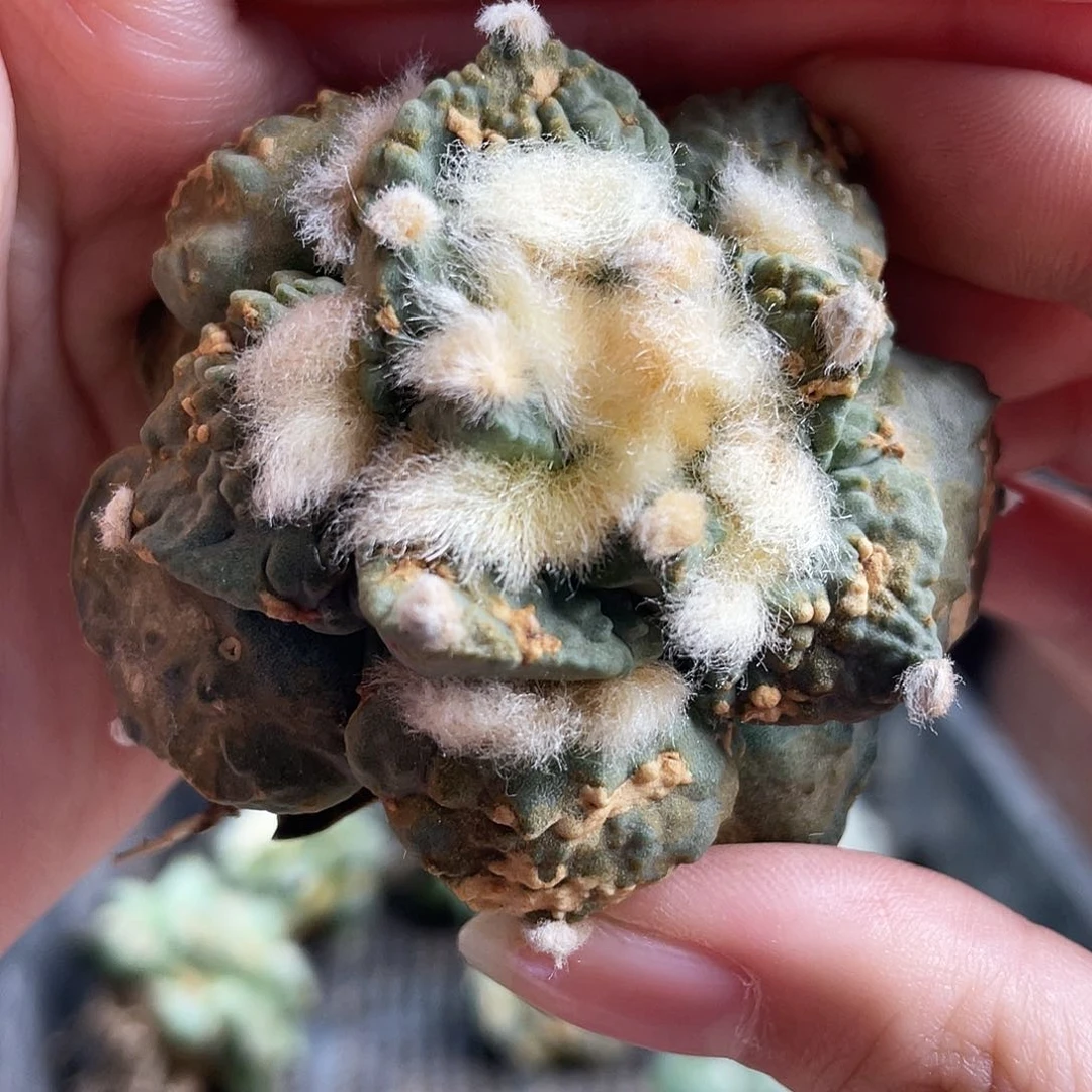 6cm自根战损好好怒涛