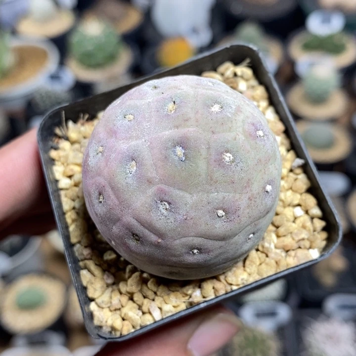 单头习志野852号4cm