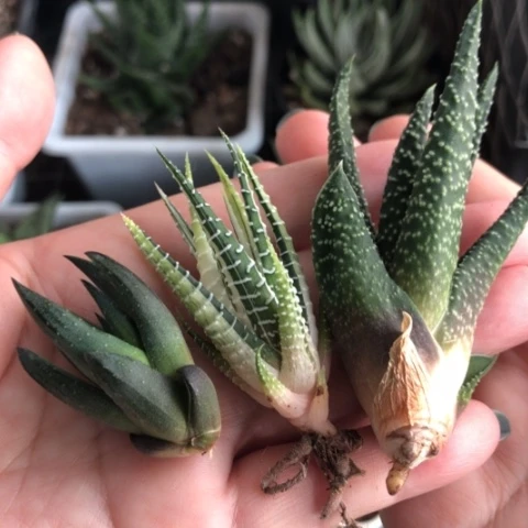 硬叶侧牙3颗一起发货哈哈