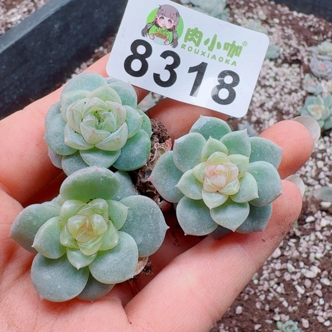 多肉植物多肉植物