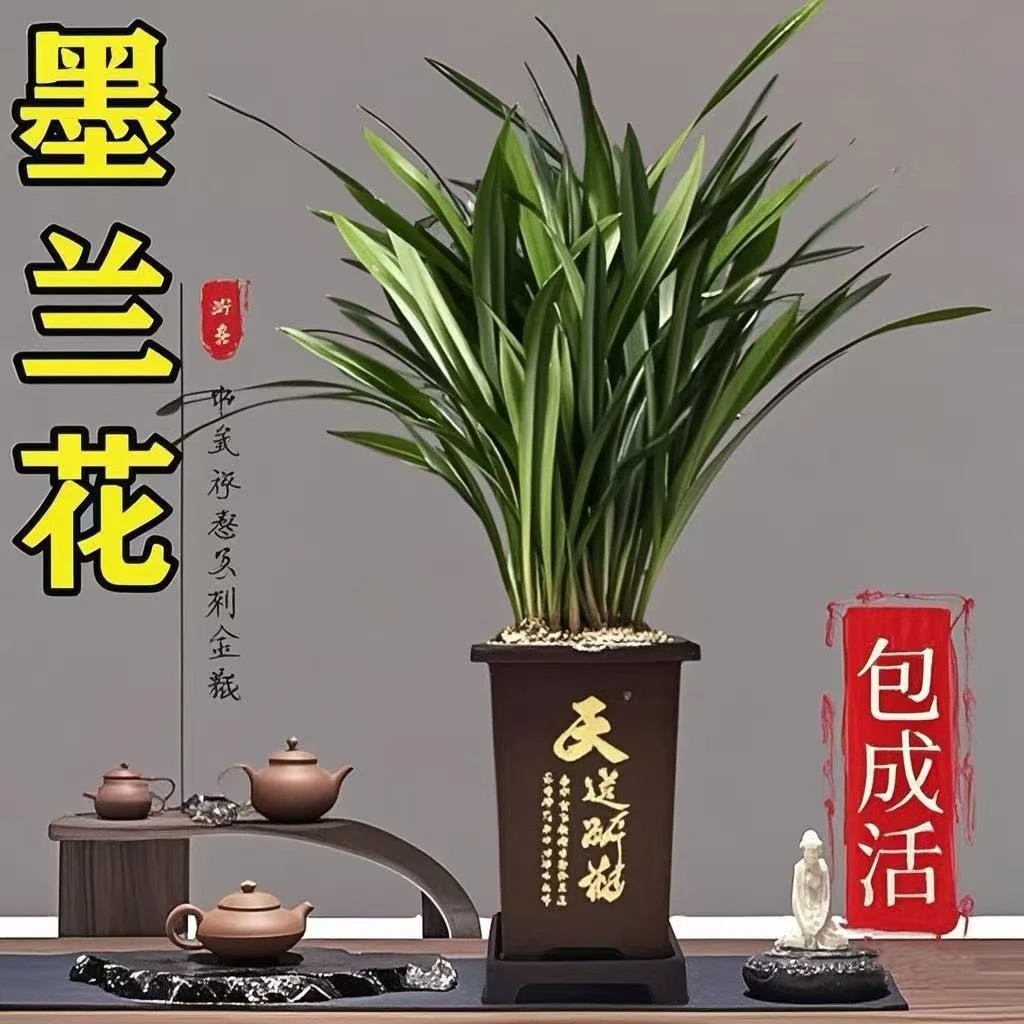 精品墨兰企黑送肥料盆栽室内花卉6-8苗四季常青基地直发