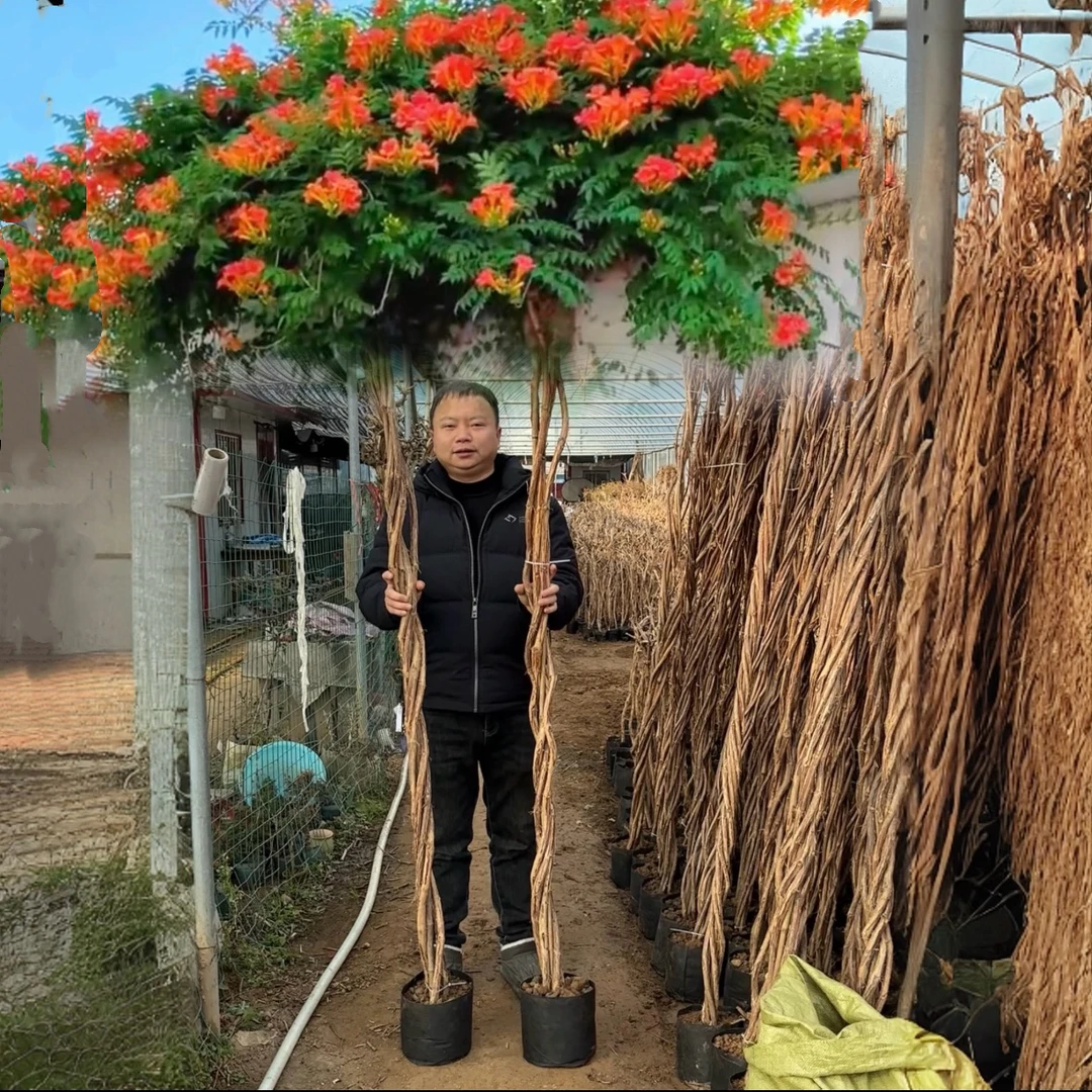 麻花造型辫子苗庭院花卉美国凌霄花苗耐寒耐热爬藤植物带土球发货