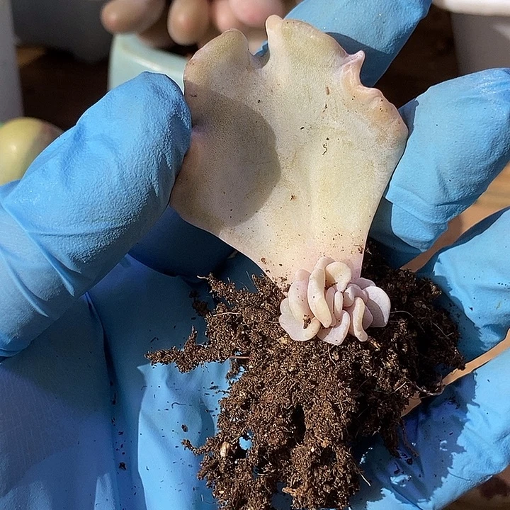 妮****白饺子皮锦多肉植物