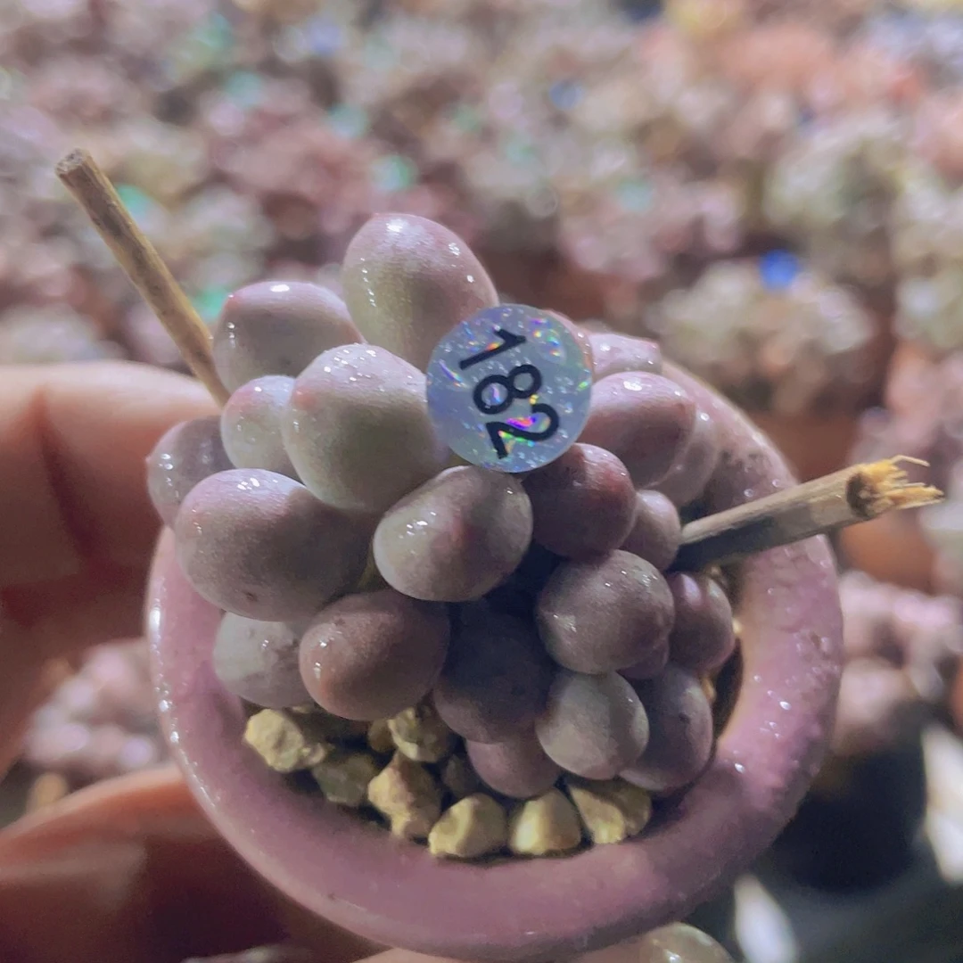 带盆发货 多肉植物