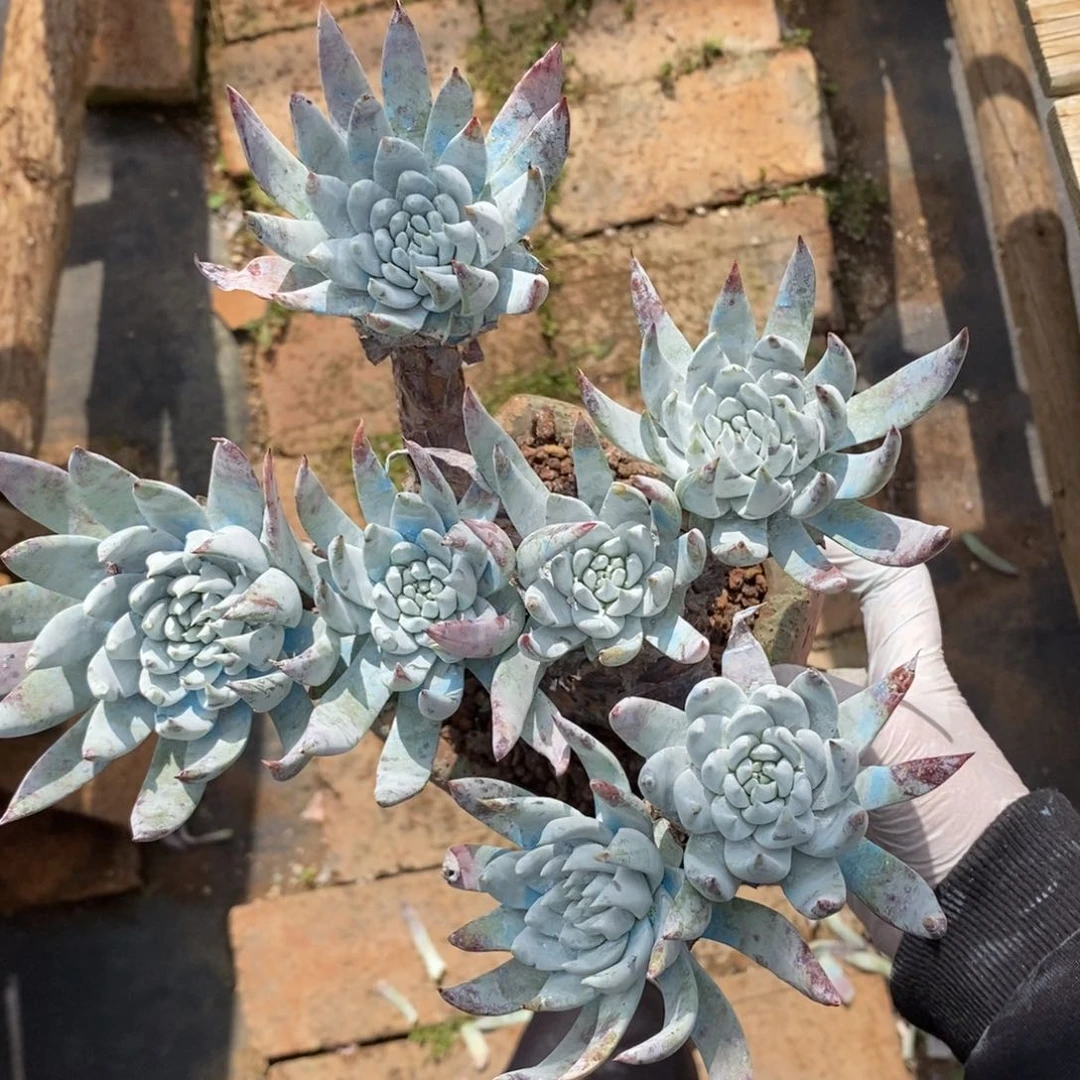 37号法瑞群漂亮的