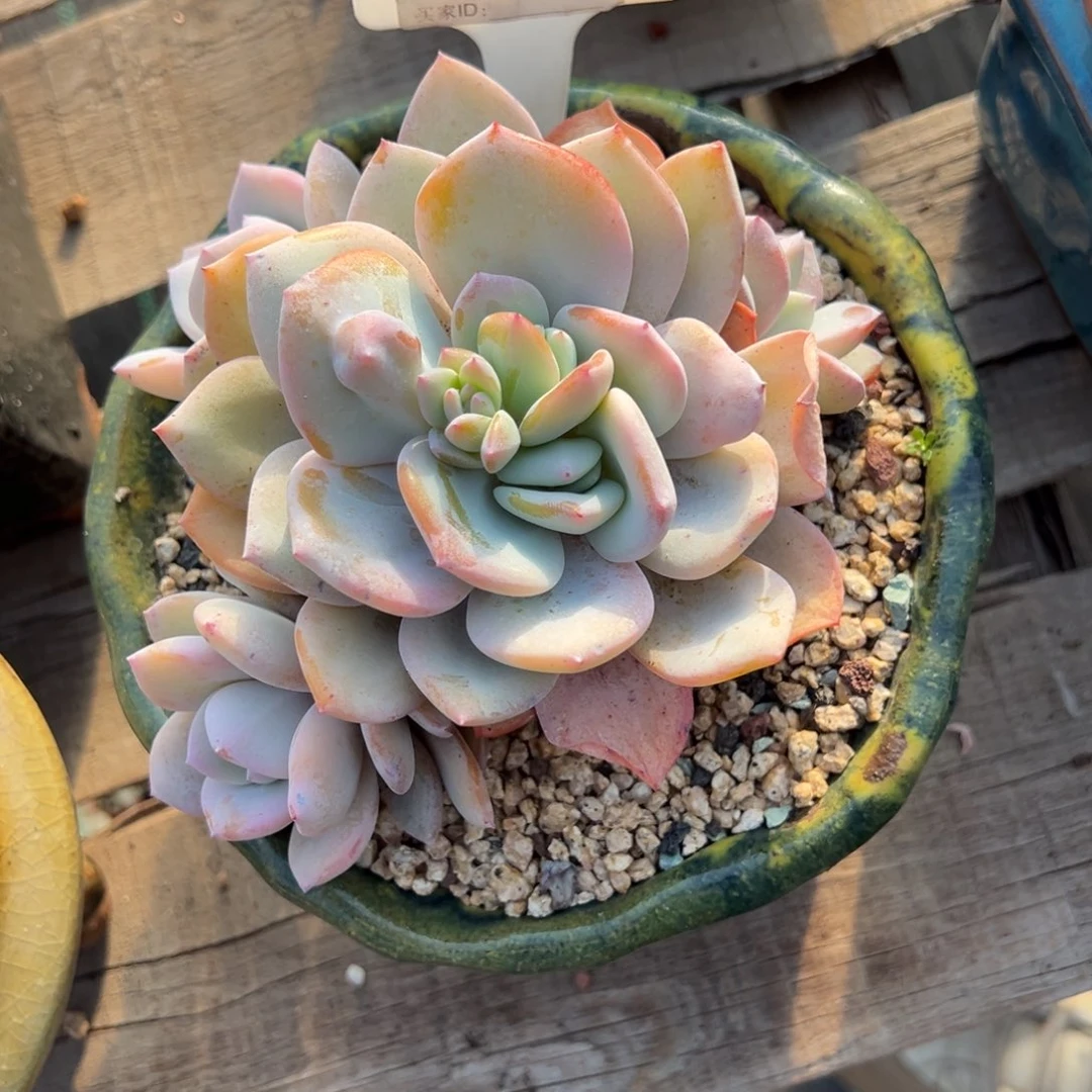 ?*宁b142多肉植物啊啊啊