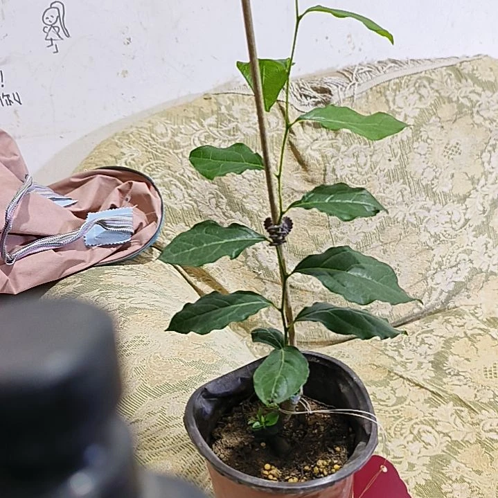 无花朵东方箭金弹子嫁接苗