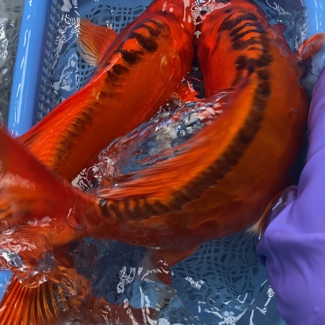 锦鲤冷水锦鲤包邮