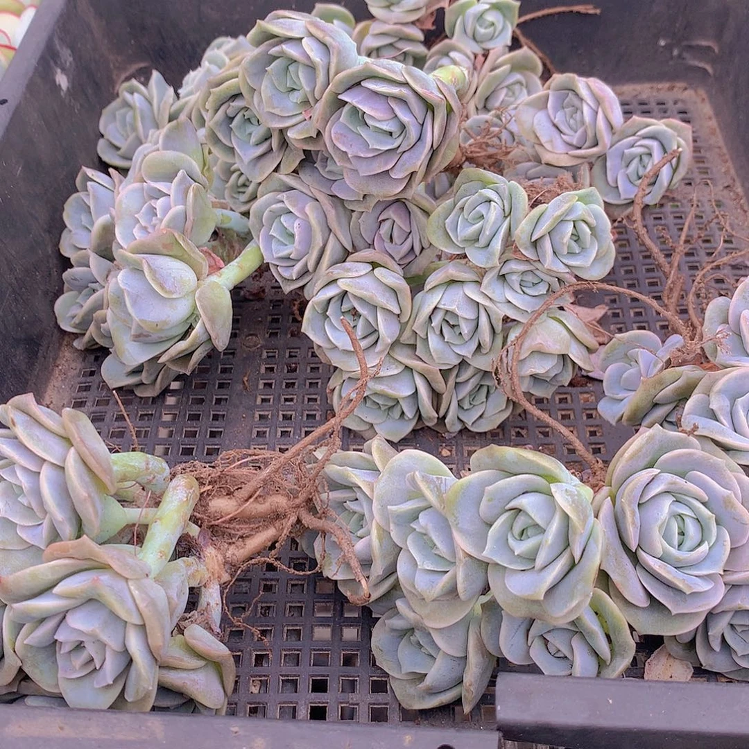 可爱玫瑰群4578999999000