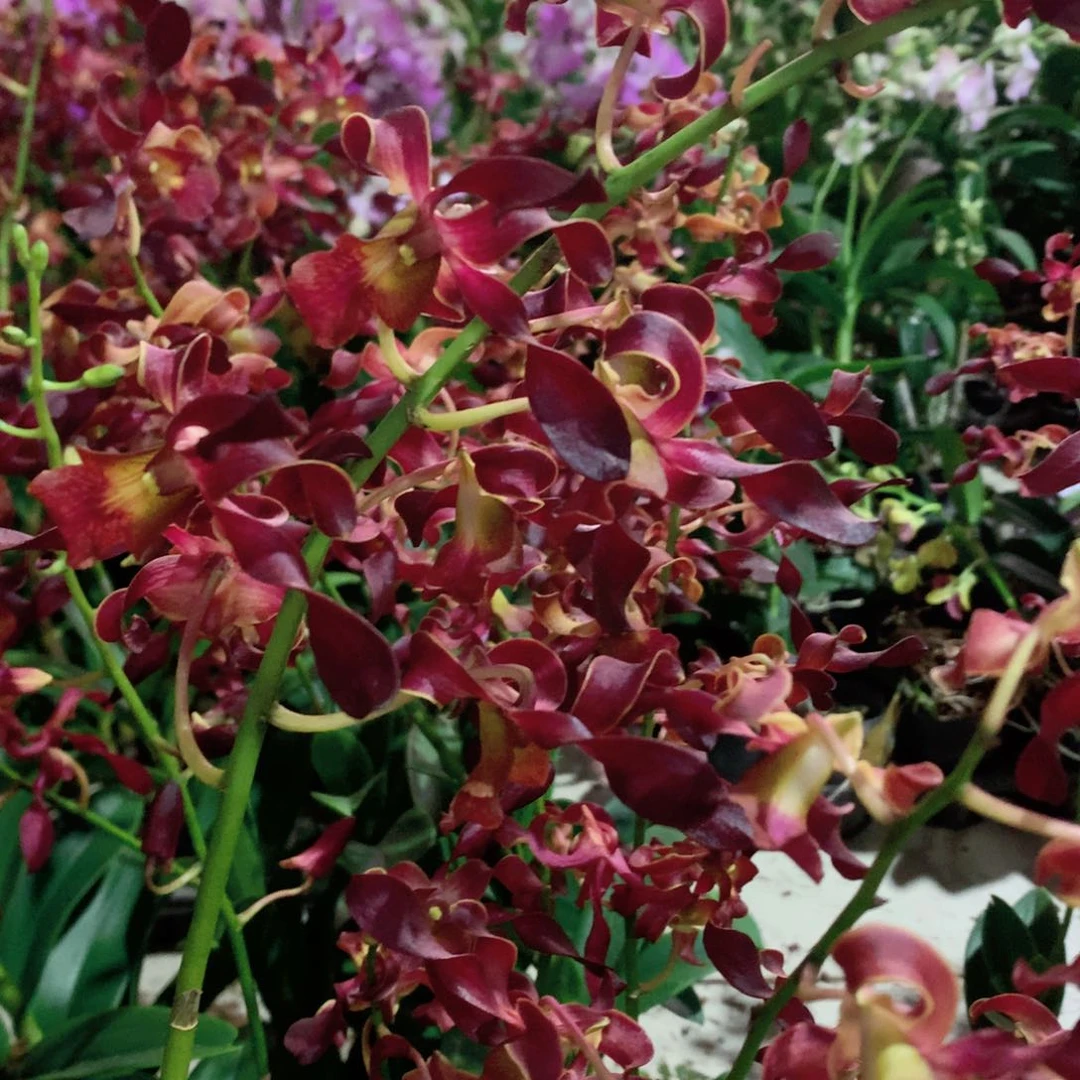 完全开放大花深红羊，大小2苗裸根发，花叶不包损