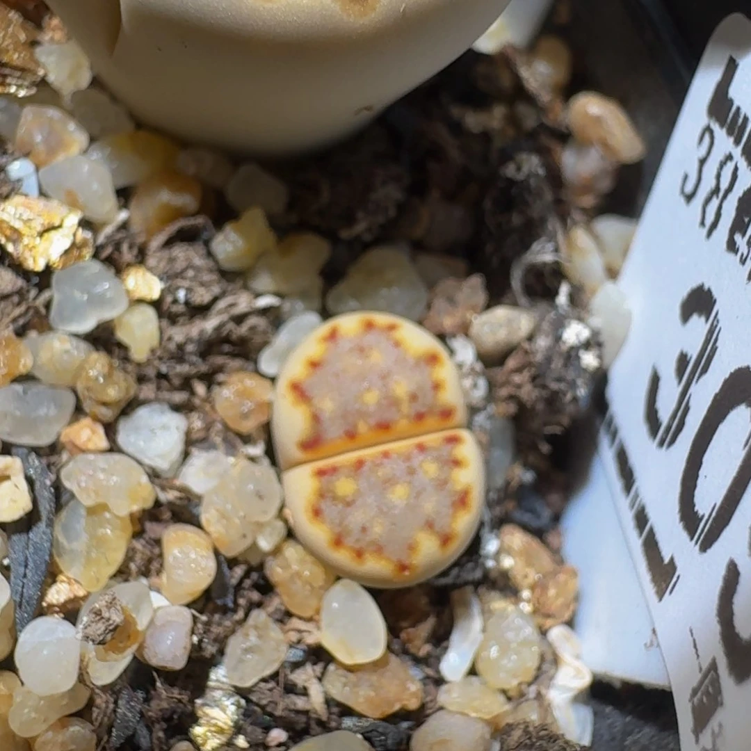 钱***敉绝绝子生石花3054