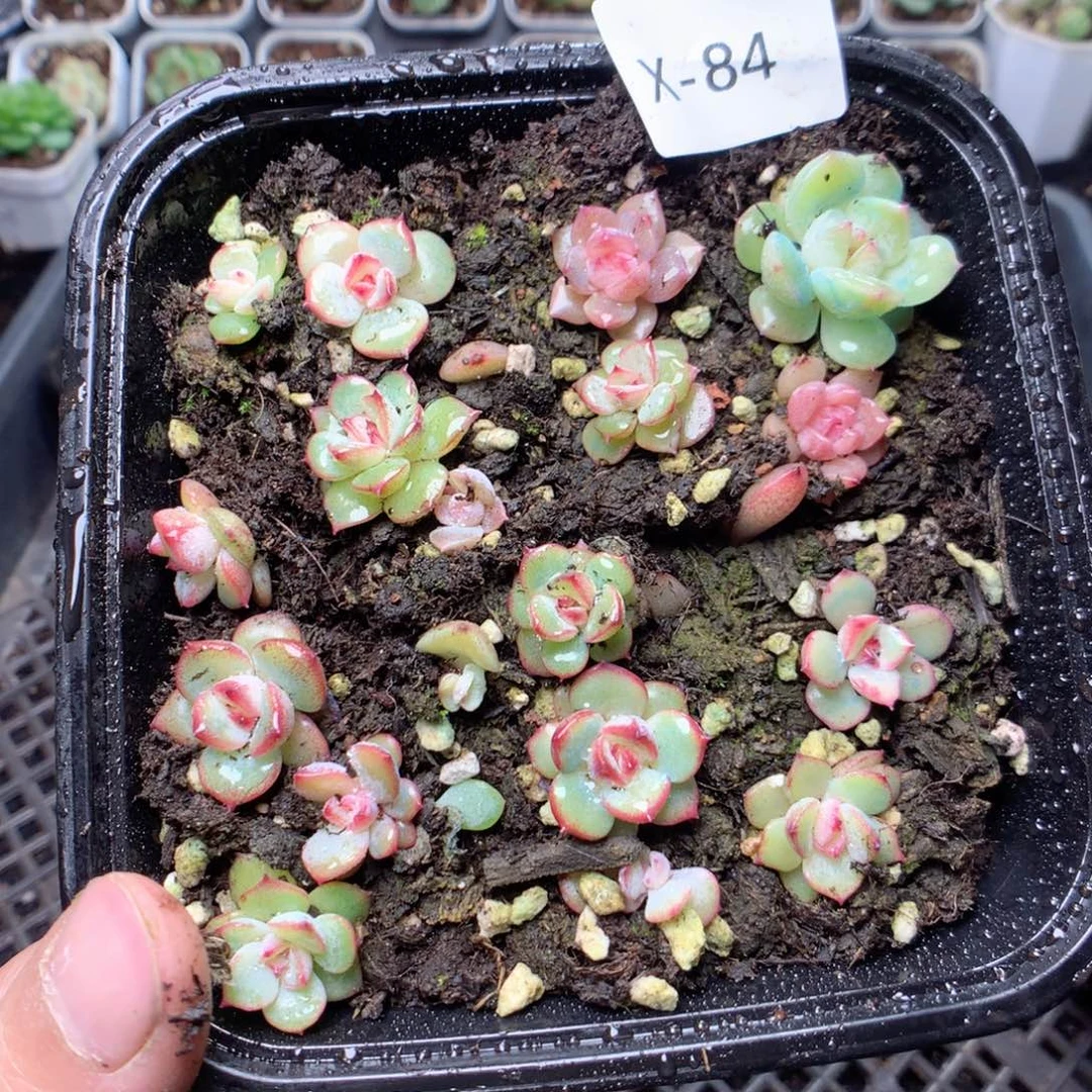无花朵x84玉笛yyyyyy