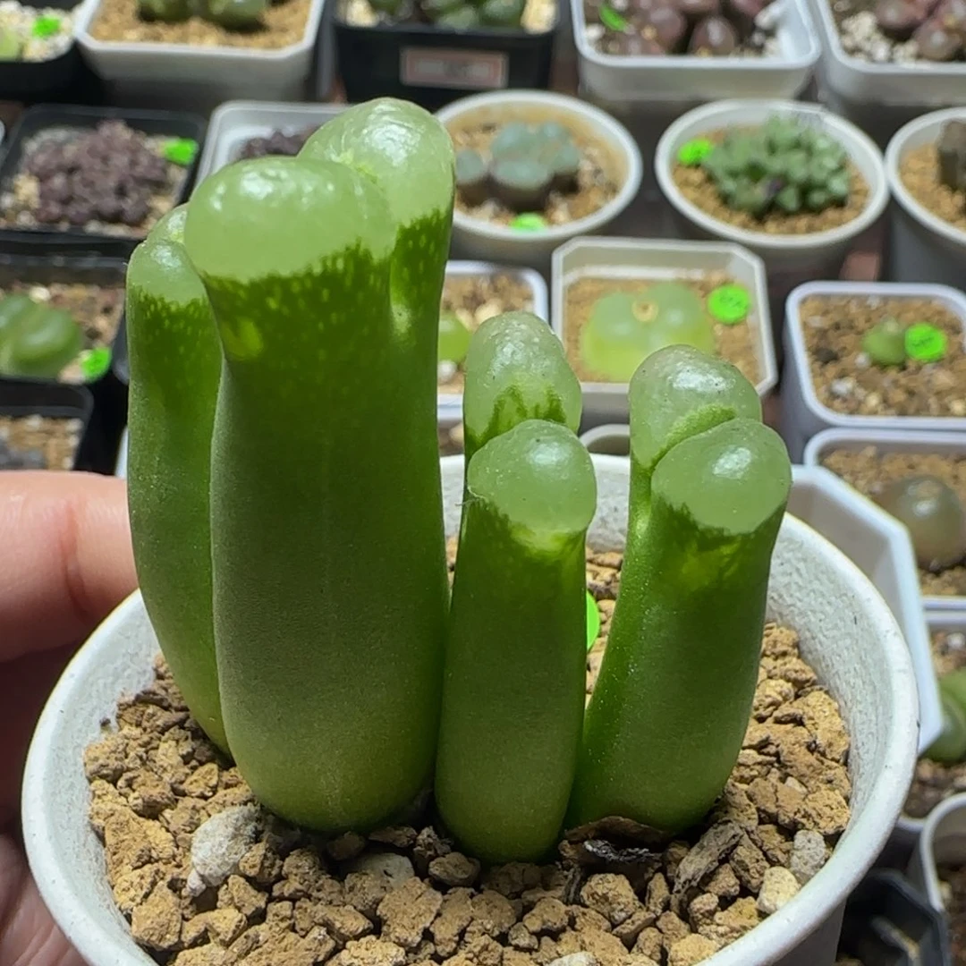 肤白貌美大长腿多肉植物649