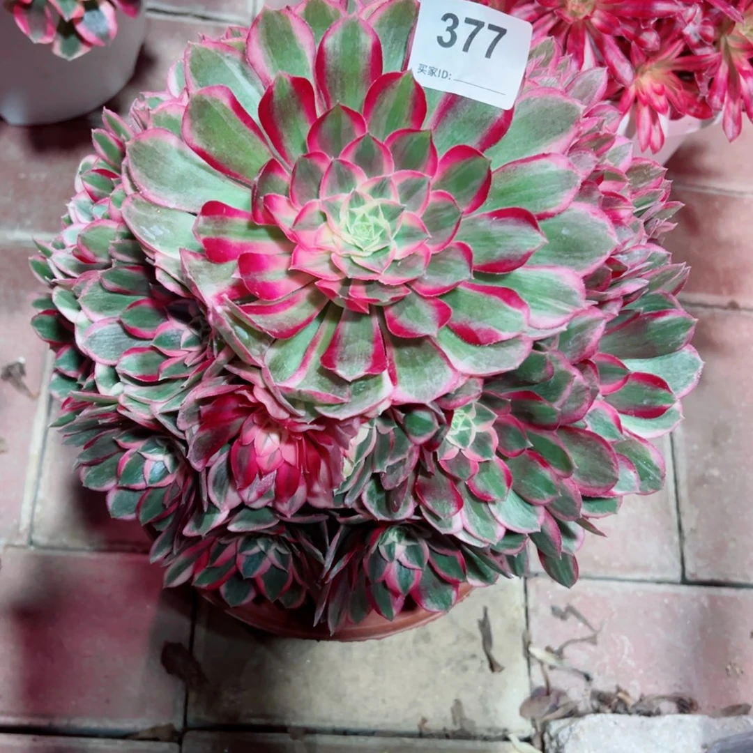 377孔雀翎法师多肉植物