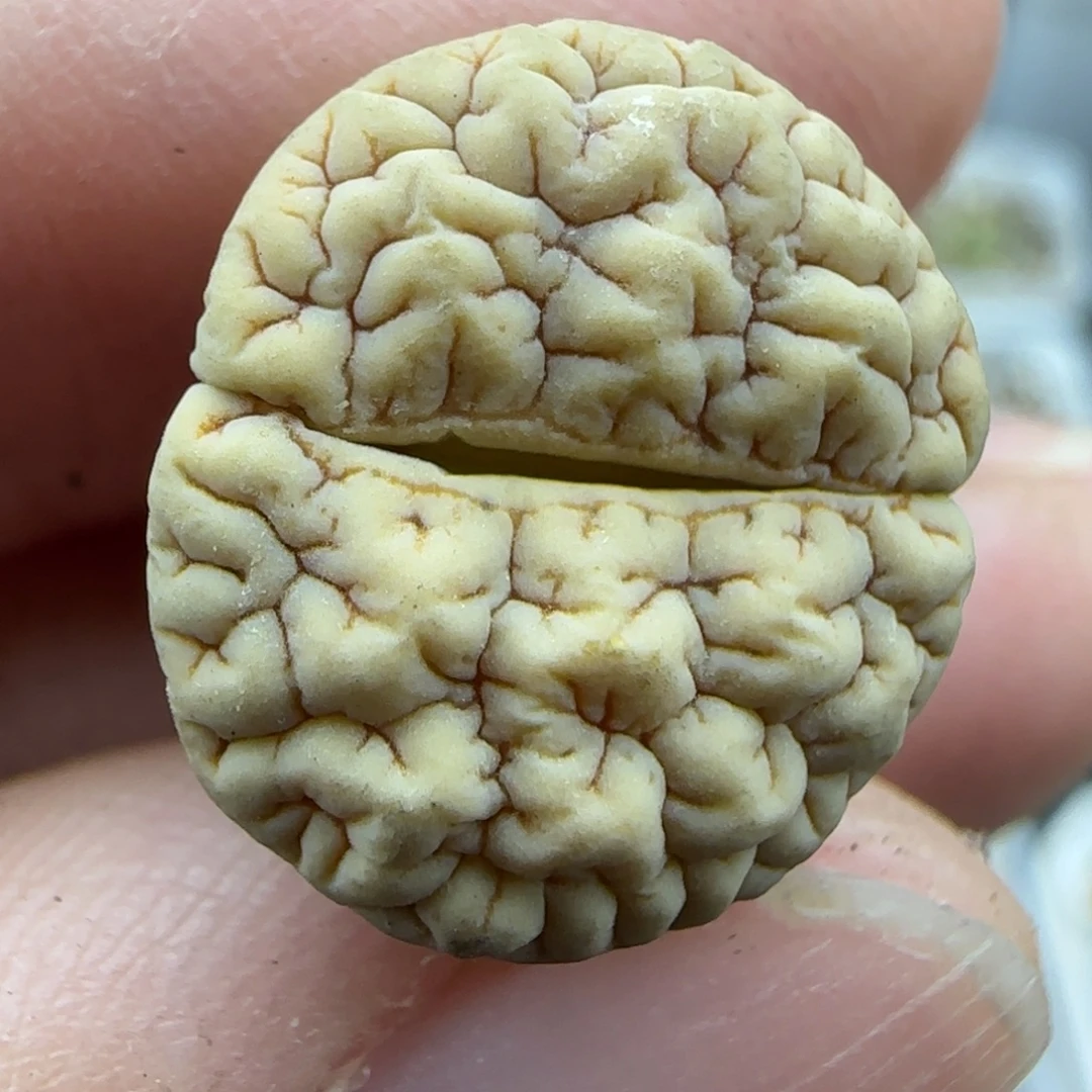 146脑纹189 清框福利30包邮
