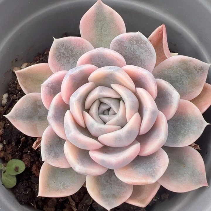 汉堡锦一物一拍锦龙