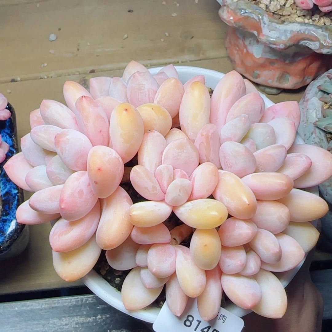 韩版香水无砍，8145多肉植物