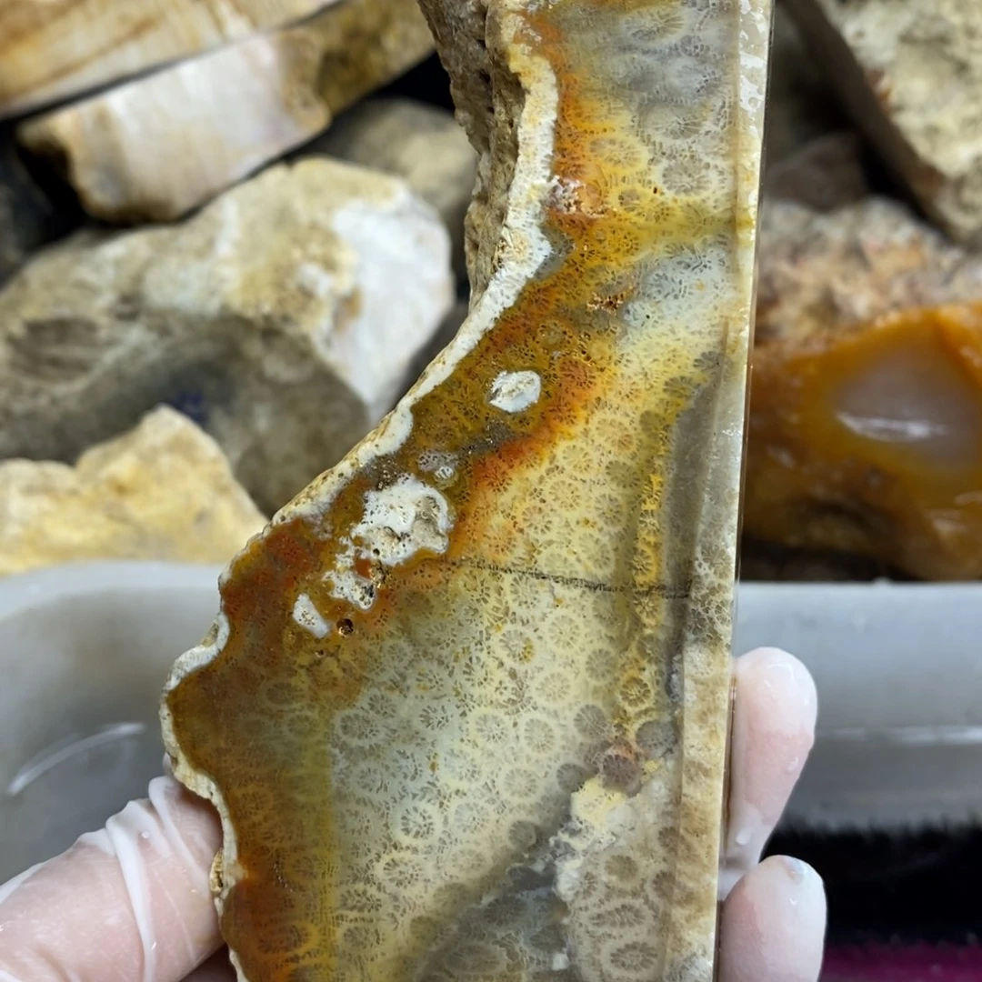 【闪购商品】硅化玉颈饰未镶嵌