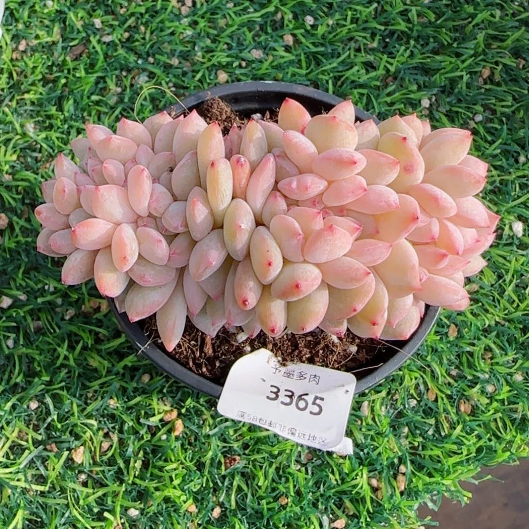 橙子缀化，3365多肉