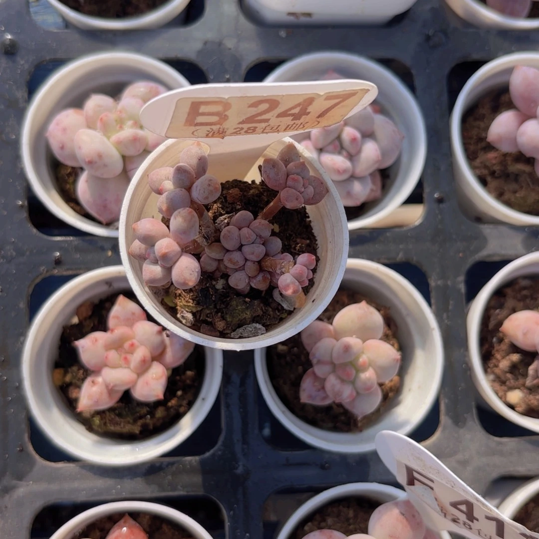 B247蓝莓奶酪一物一拍