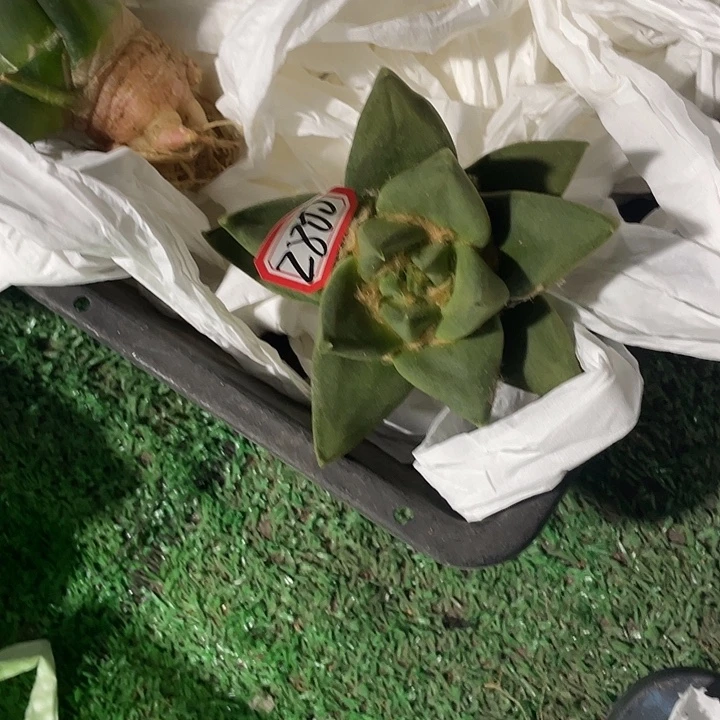 实生短宽尤一物一拍