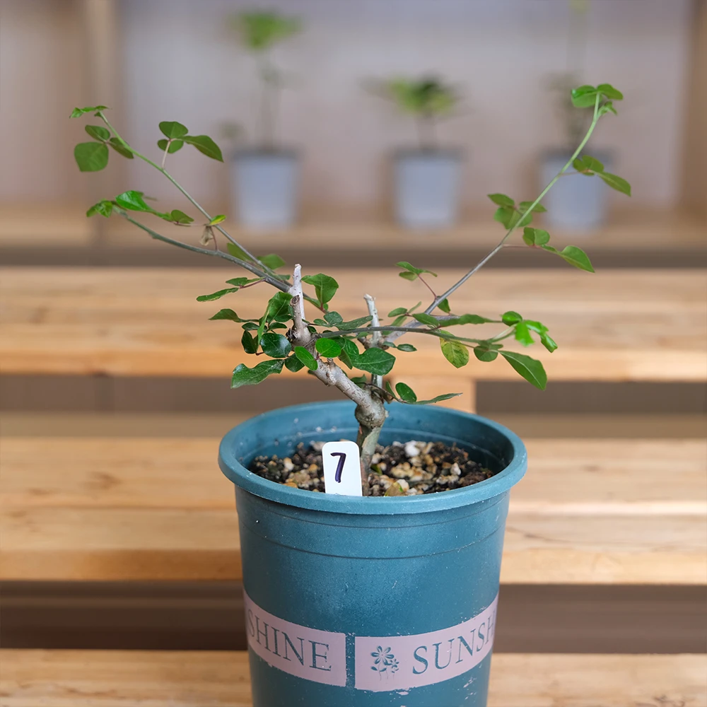 奥比克橄榄  Commiphora orbicularis 一物一拍