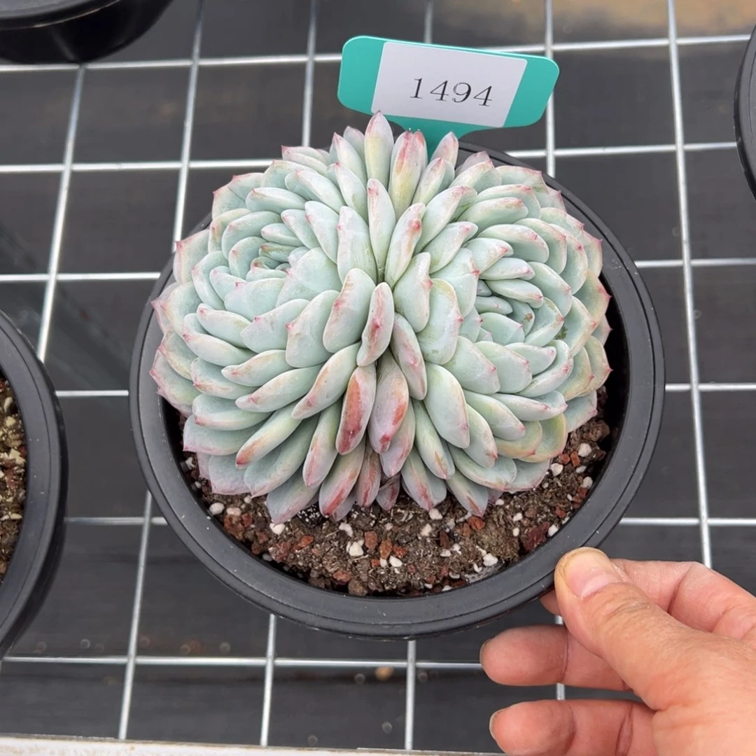 杰*1494肉多么多么多哦