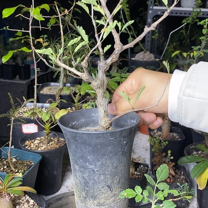 沙漠苏木带盆土发货