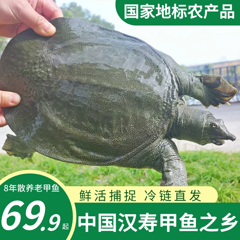 汉寿外塘生态甲鱼中华鳖王八冷水散养发货到家青背白底鲜活水鱼