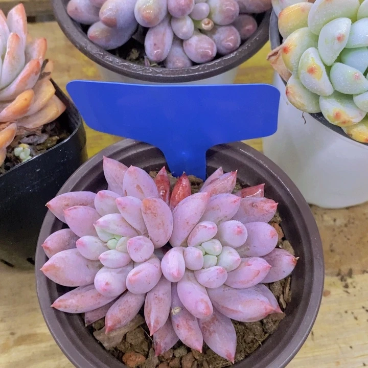 溯多肉植物，开心多肉