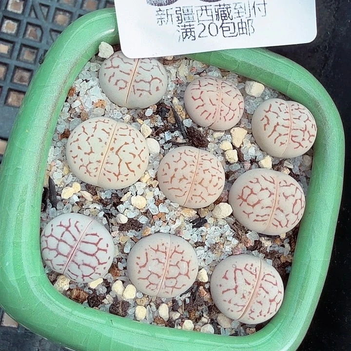 是一个充满生机盎然朝气勃勃335