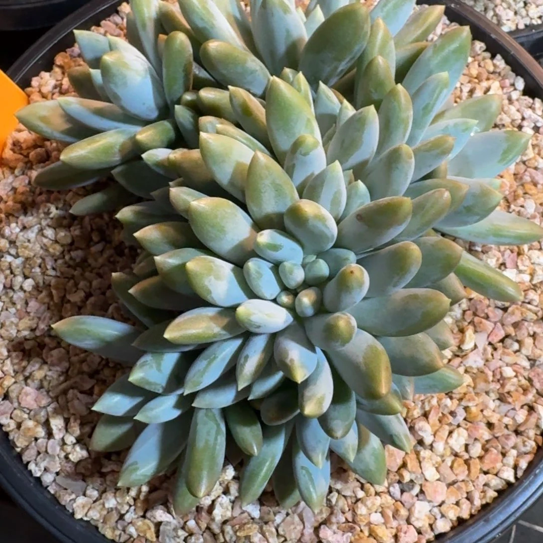多肉植物哥特萝莉