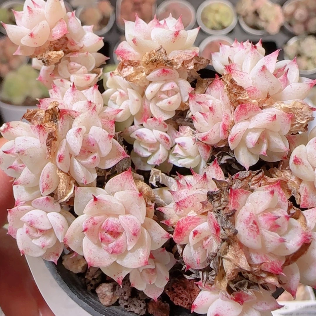 花语多肉1209-414散