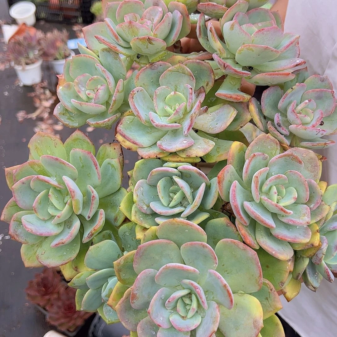 2盆白月光 多头多群生