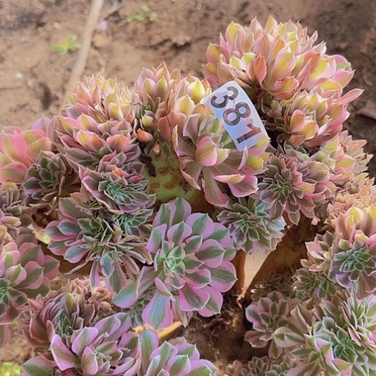 “***方多肉植物一个女巫
