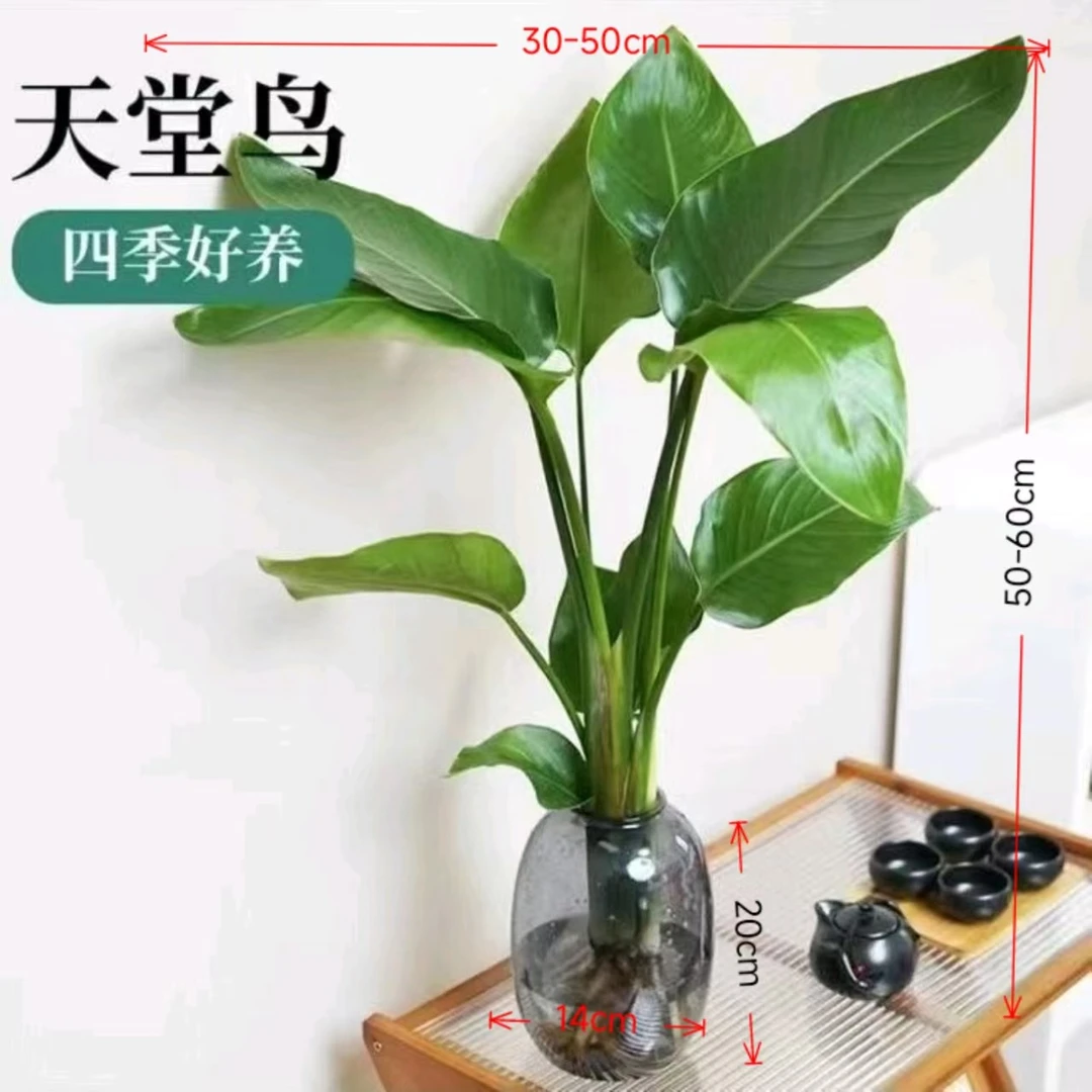 ZIGE/梓歌带大肚瓶水培天堂鸟桌面盆栽桌面盆栽50-60CM四季常青观
