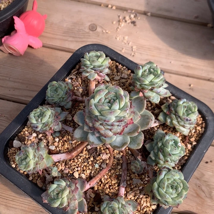 多肉植物冰魄自然群手捧