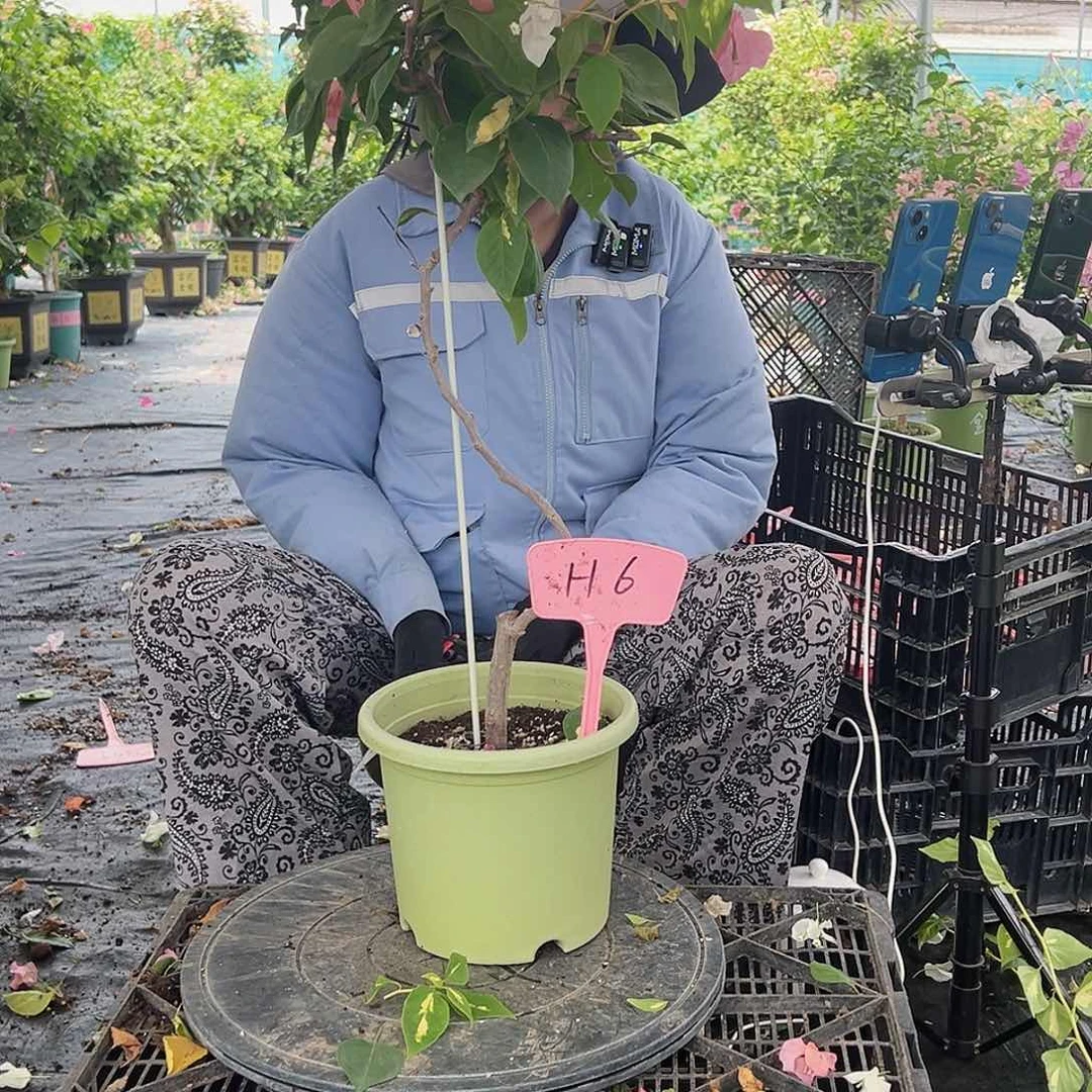 新***园大部分开放少量花苞H6橙白