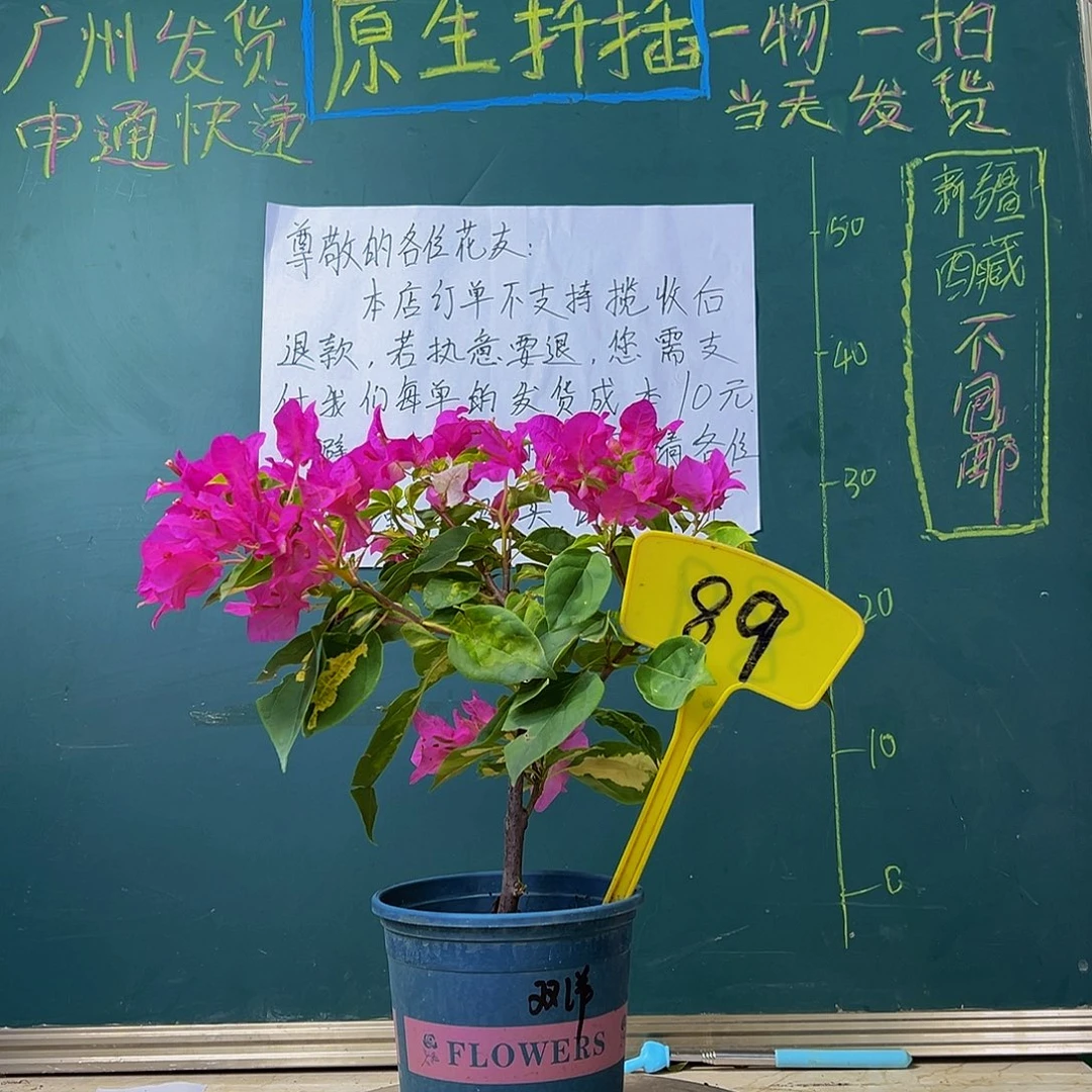 当前无花栽培后可以开花金心洋红同株 89