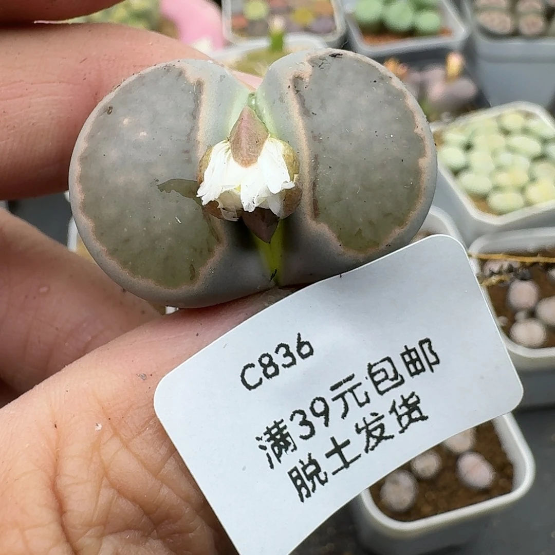 836的呼呼呼哈哈哈哈哈