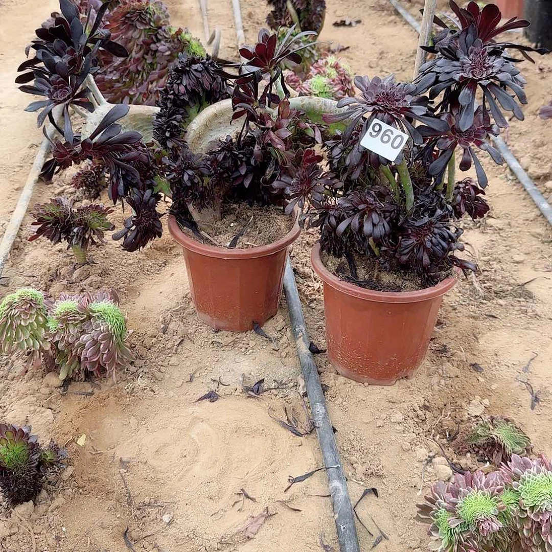 F***）960墨法师有伤共计2颗