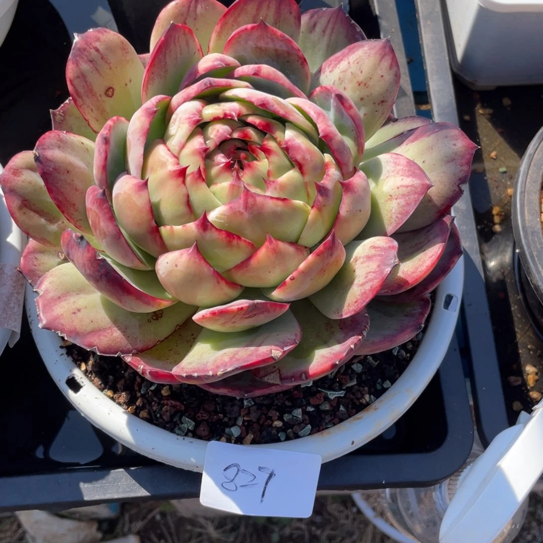 大***炸惊鸿仙子冠服20左右