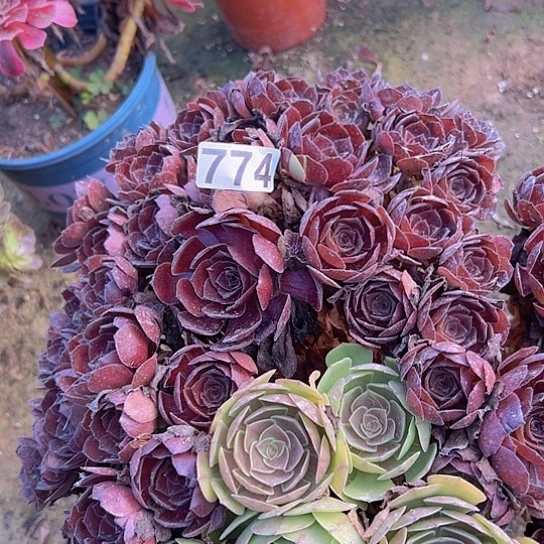 陈***君多肉植物一个黑魔