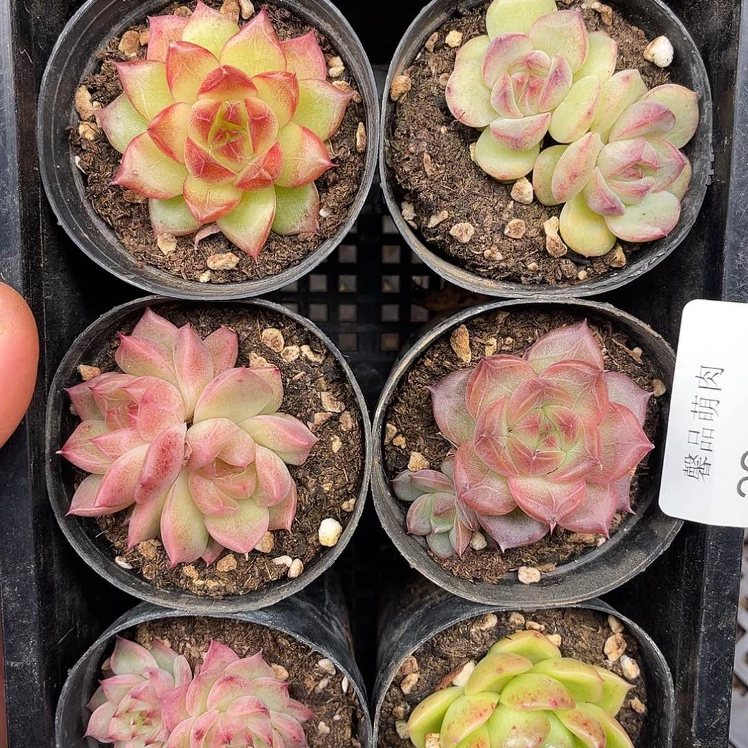 乐***一多肉一物一拍22-32