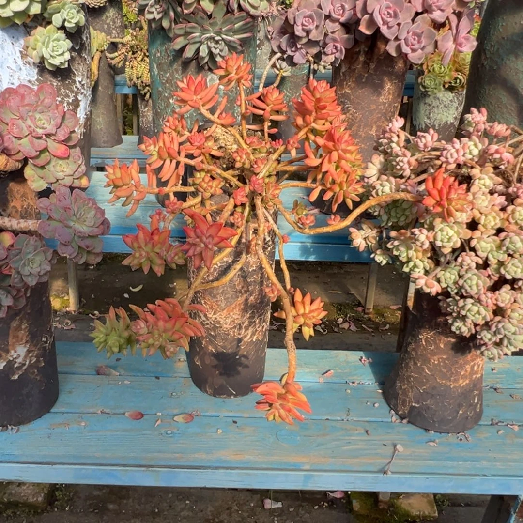 精品原始明月妖桩 裸肉