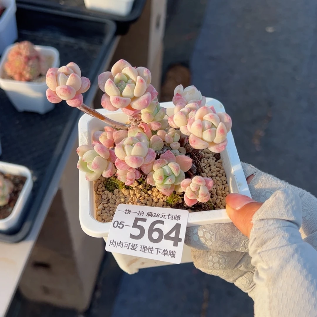 粉香水多肉多肉多肉