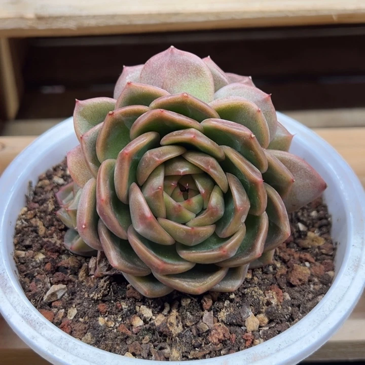 钻石珍妮 夏鸣园艺