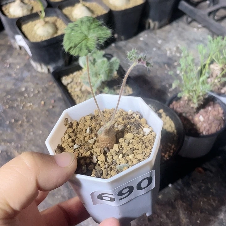 690圆叶杨葵块根，