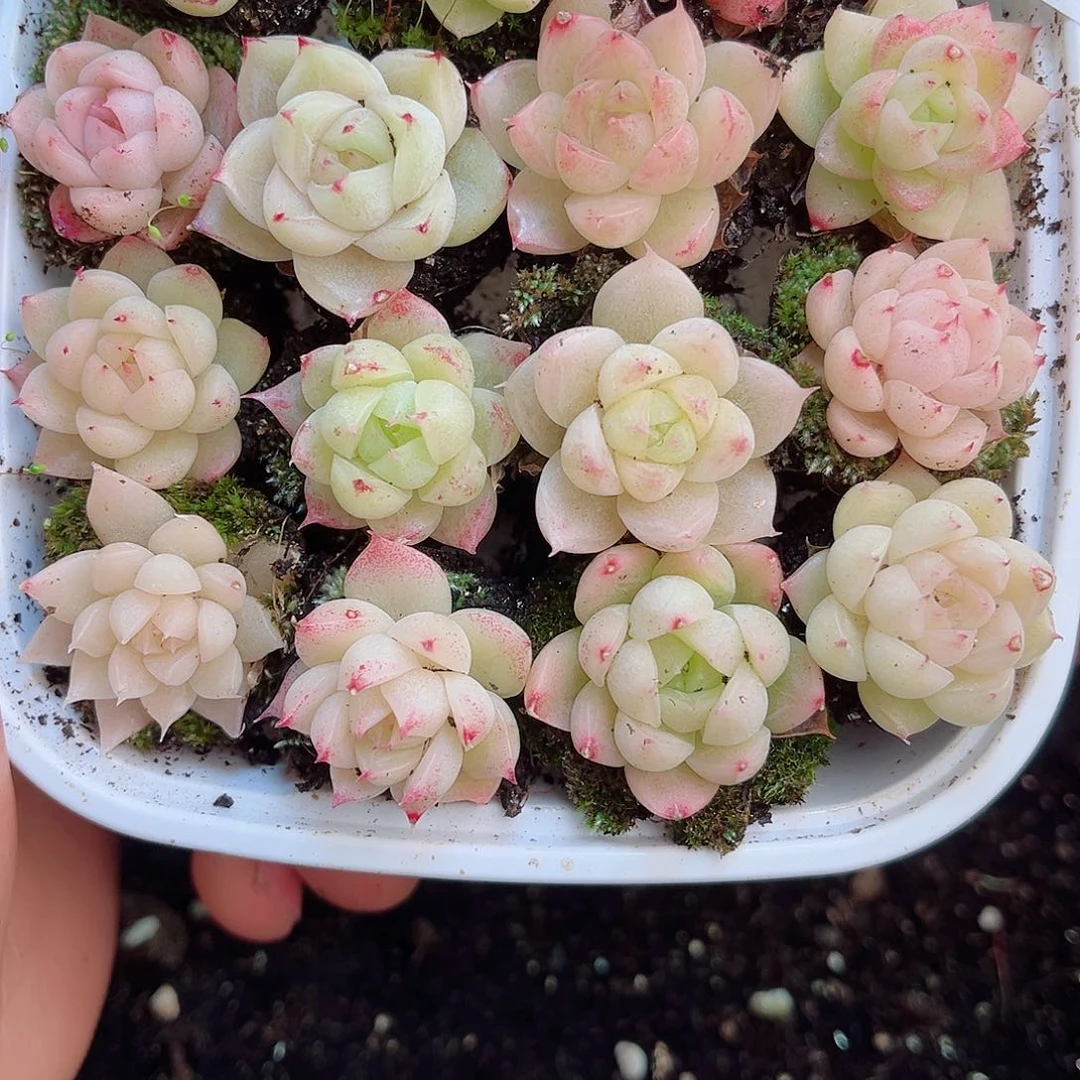 1-802 新疆西藏内蒙不发2.8包邮2-3公分多肉