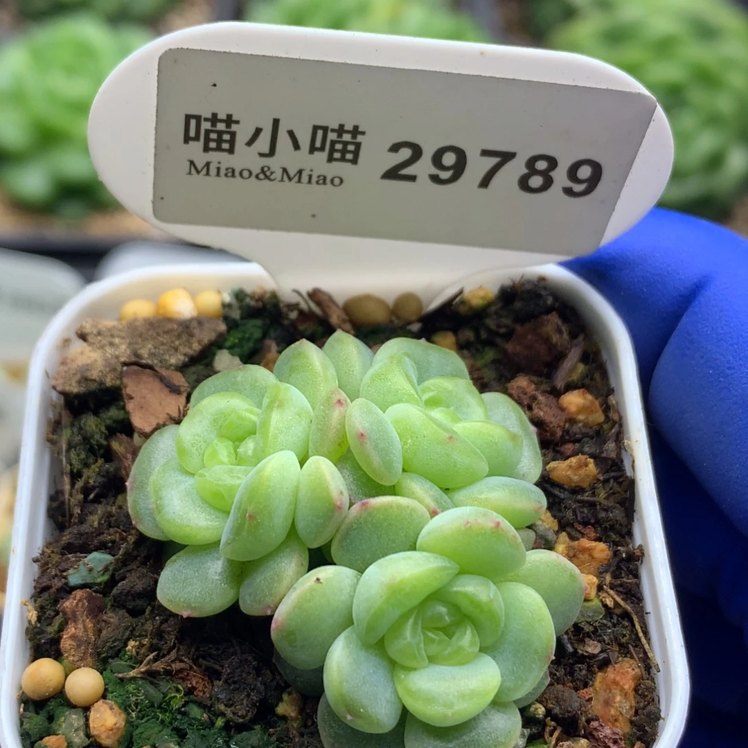 多肉植物杂交珍妮
